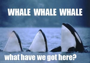 Whale meme